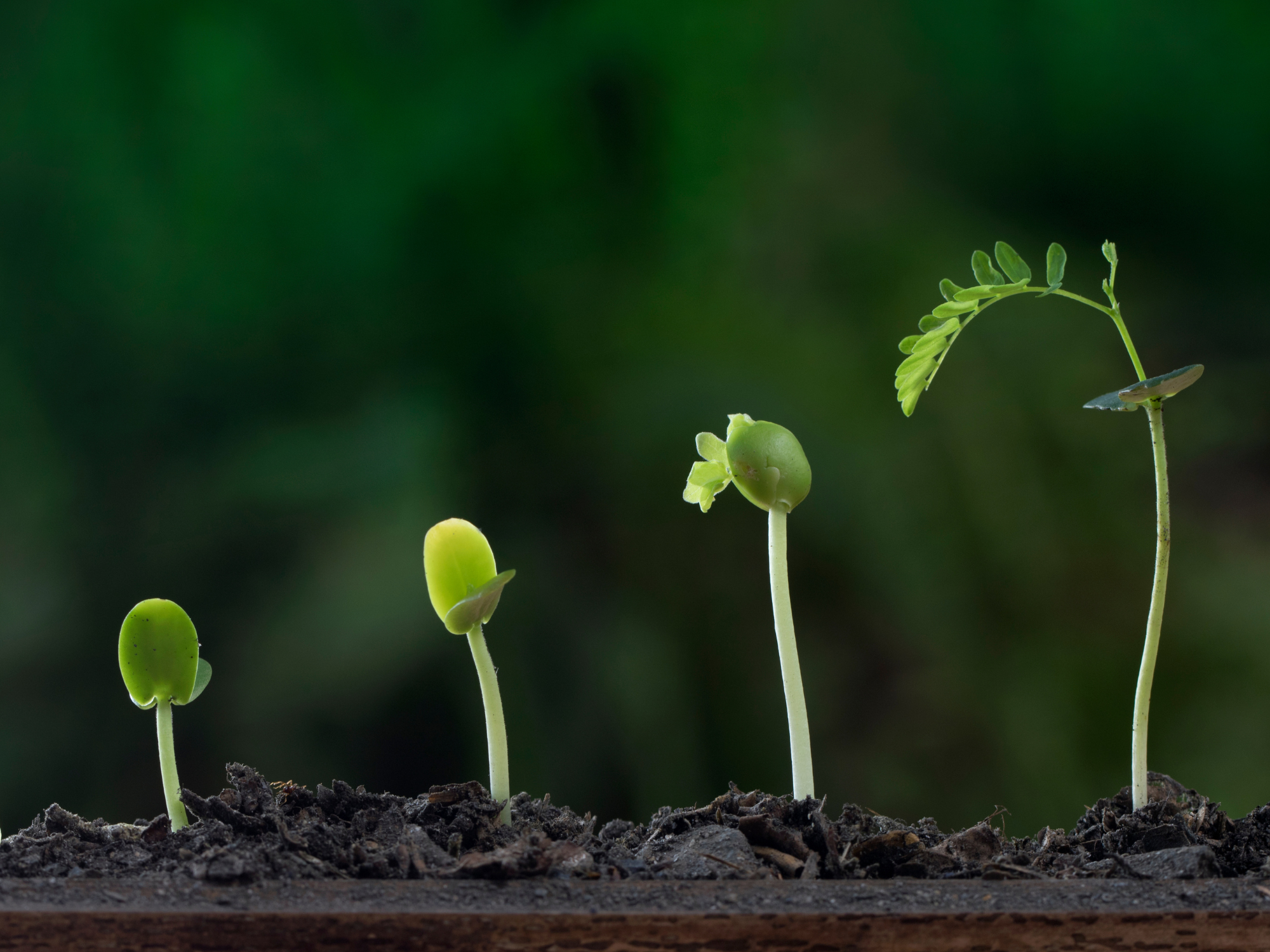 Growth
